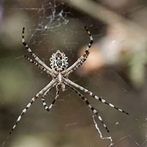 Underside of female Garden Orb Spider -Argiope australis-, Hantam National Botanical Garden, Nieuwoudtville, Namaqualand, South Africa, Africa