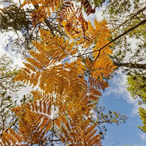 Upward view through ferns in pine forest, Upper Peninsula of Michigan, USA