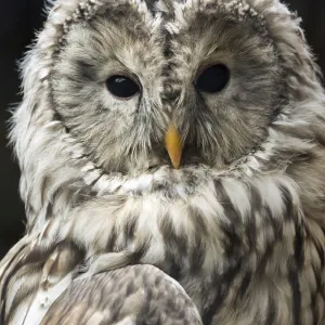 Ural Owl (Strix uralensis), portrait. Pyrenees, France