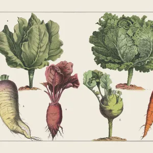 Various plants (cabbage), chromolithograph, published in 1891