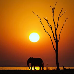 Vertical Silhouette of Sun, Dead Tree and African Elephant at Sunset on Lake Kariba