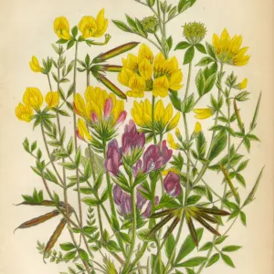 Victorian Botanical Illustration of Trefoil and Oxytropis, Legume