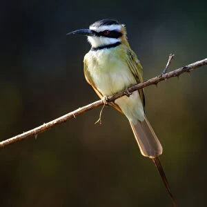 Bee Eaters Collection: White Throated Bee Eater