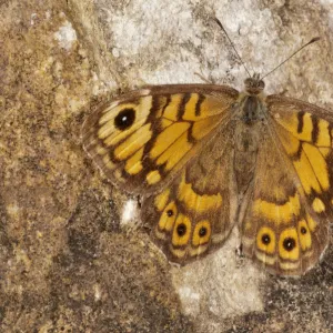 Wall Brown -Lasiommata megera-, Baden-Wurttemberg, Germany