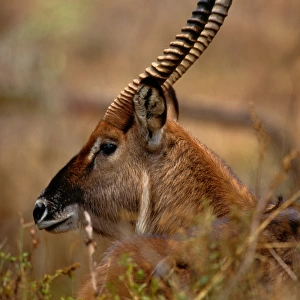 Waterbuck (Kobus ellipsiprymnus), Rift Valley, Kenya
