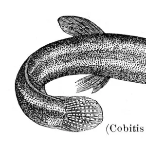 W Collection: Weatherfish