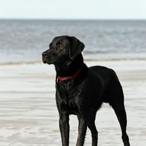 Wet black Labrador Retriever dog (Canis lupus familiaris) at the dog beach, male, domestic dog