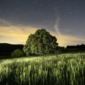 Wheat field with a tree a spring night