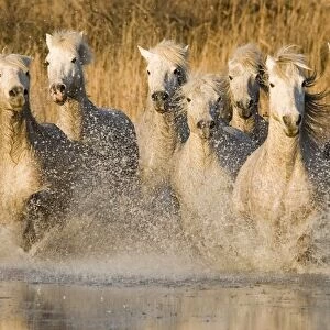 White horses running through water, France