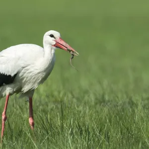 White Stork -Ciconia ciconia- feeding on prey, Burgenland, Austria