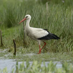 White Stork -Ciconia ciconia-, Hude, Lower Saxony, Germany