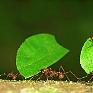 Nature & Wildlife Collection: Ants