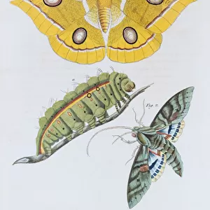 Yellow moth (Phalaena Bombyx Paphia), Gaudy Sphinx (Sphinx labruscae), butterflies