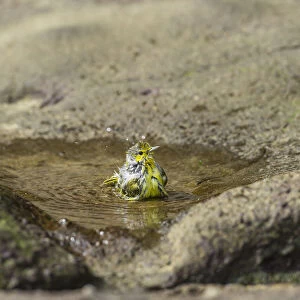 Yellow Warbler -Dendroica petechia- taking a bath, Punta Pitt, Isla de San Cristobal, Galapagos Islands