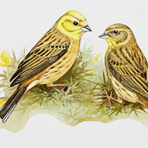 Passerines Collection: Bunting And American Sparrows