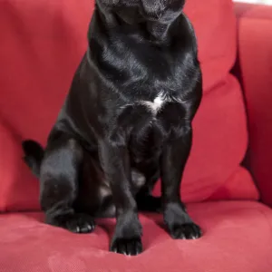 Young black pug sitting on a red sofa