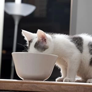 Young male cat, 10 weeks, drinking from a bowl