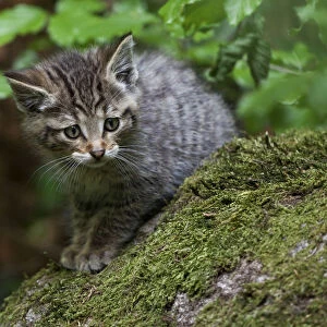 Young wildcat -Felis silvestris-, Neuschoenau outdoor animal enclosure, Bavarian Forest, Bavaria, Germany, Europe, PublicGround