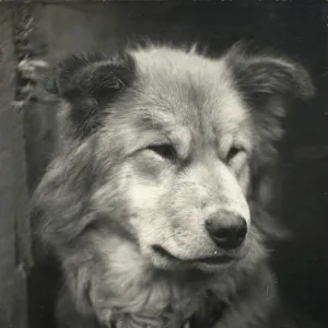 Portrait of the dog named Sue