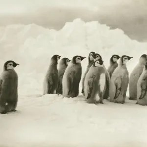 Young Emperor penguin chicks