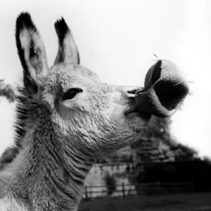 Donkey Foal playing with a ball