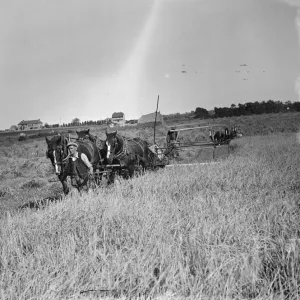 A farmer and his horse tethered to 25 year old McCormick Twine Binder with the Appleby