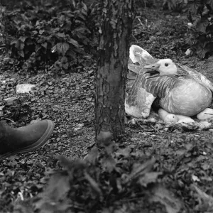 Goose sitting on her on nest full of eggs. 1935