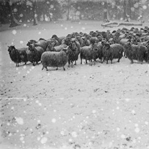 Snow scenes at Hampstead Heath December 1920