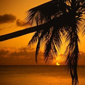 Sunset, through palm tree