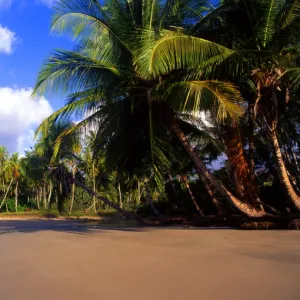 T4. 23. West Indies. Grenada. La Sagesse beach