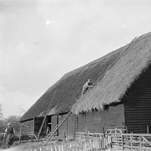 A thatcher at work on a roof in Tollington. 1936