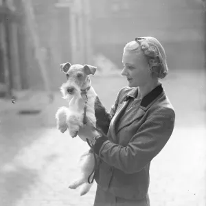 The Wire Fox Terrier Associations Champion Show is taking place at the Drill Hall