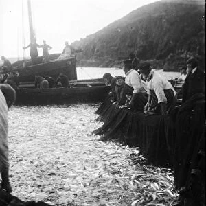 Tucking pilchards at Cadgwith, Cornwall. Late 1800s