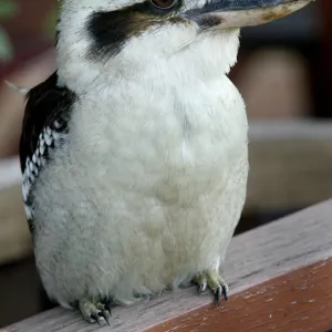 Coraciiformes Collection: Kingfishers