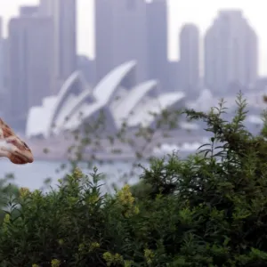 Australia-Zoo-Sydney