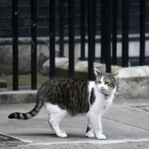 Britain-Brexit-Downing Street Cat