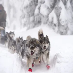 Czech-Sport-Animal-Sled