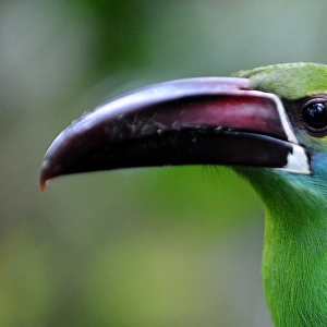 Ecuador-Birds-Reserve