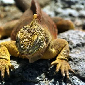 Ecuador-Galapagos-Iguanas