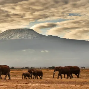 Kenya-Nature-Conservation-Animal-Elephant-Wildlife-Feature