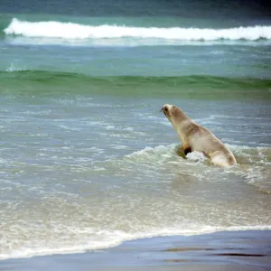 New Zealand-Dunedin-Sea Lion