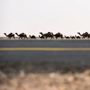 Saudi-Animal-Camel-Festival