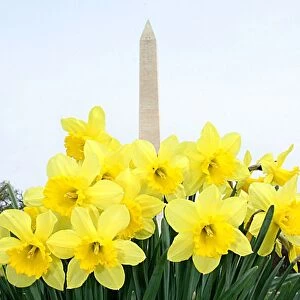 Us-Spring-Daffodils