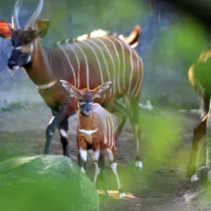 Two Week-old Eastern Bongo Calf and Mother