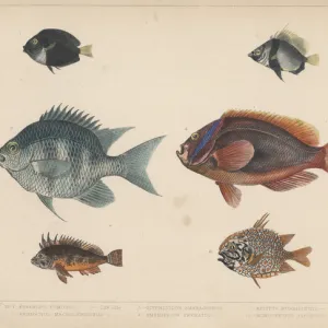 W Collection: Waspfish