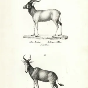 Bovidae Gallery: Addax