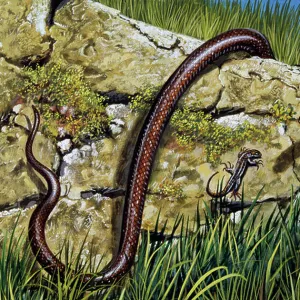 Snakes Mounted Art Print Collection: Aesculapian Snake