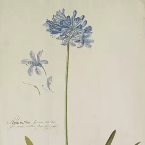 Agapanthus, (pencil and watercolour with touches of white heightening on pape)
