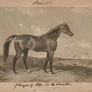 Aliwal, the property of Sir Harry Smith, Bart (lithograph)