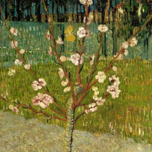 Almond Tree in Blossom, 1888 (oil on canvas)